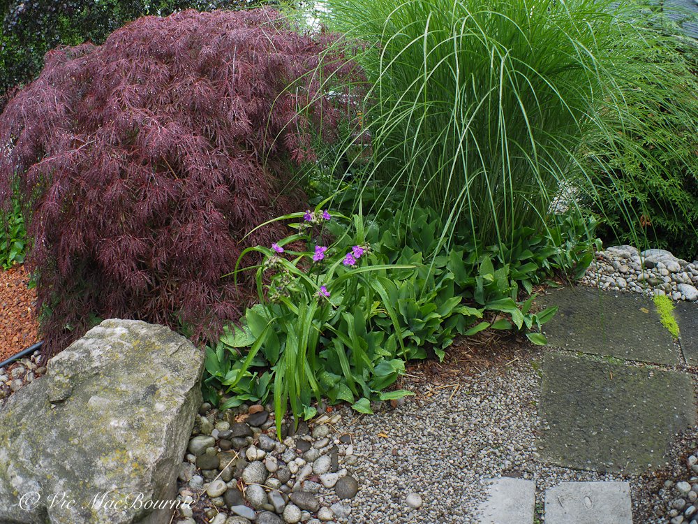 Weeping Japanese maple and grasses