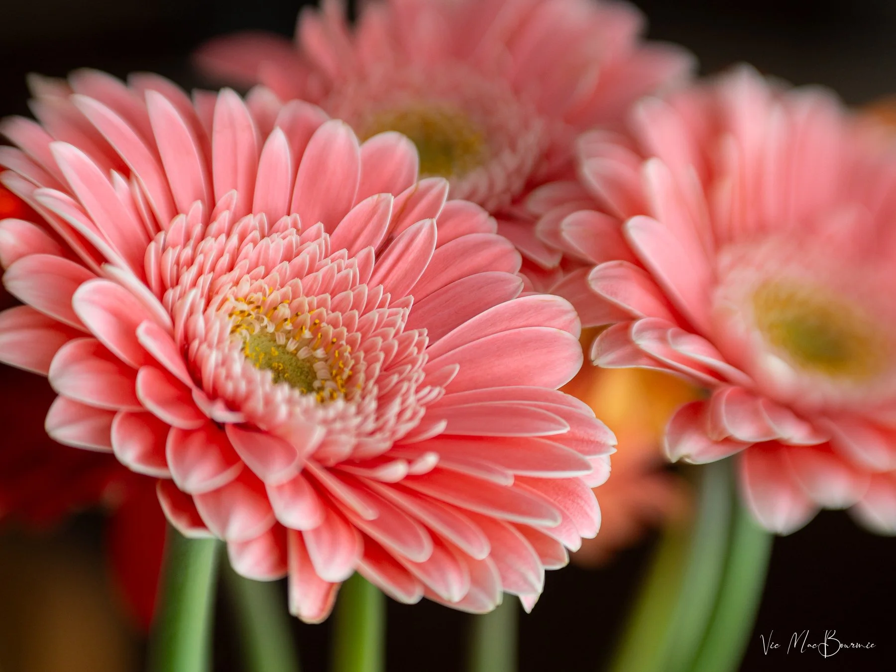 Adding a little sunshine during the cold winter months