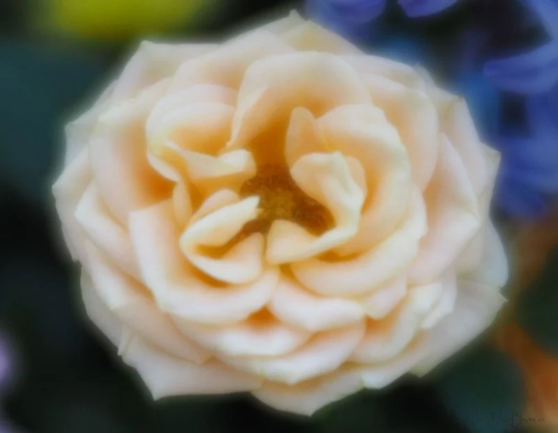 Lensbaby: Perfect partner for flower photography