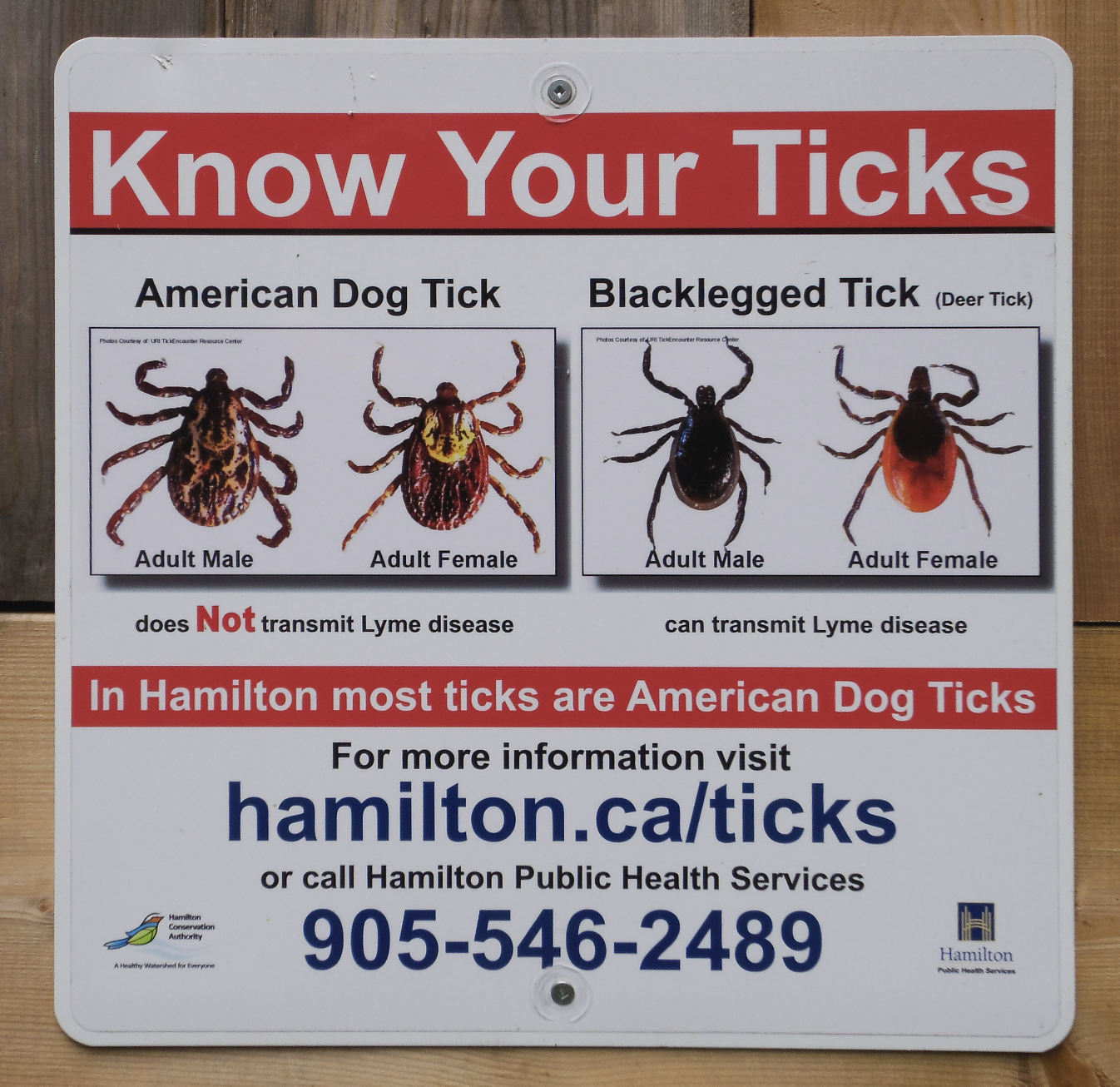 Taking on Ticks in the woodland garden