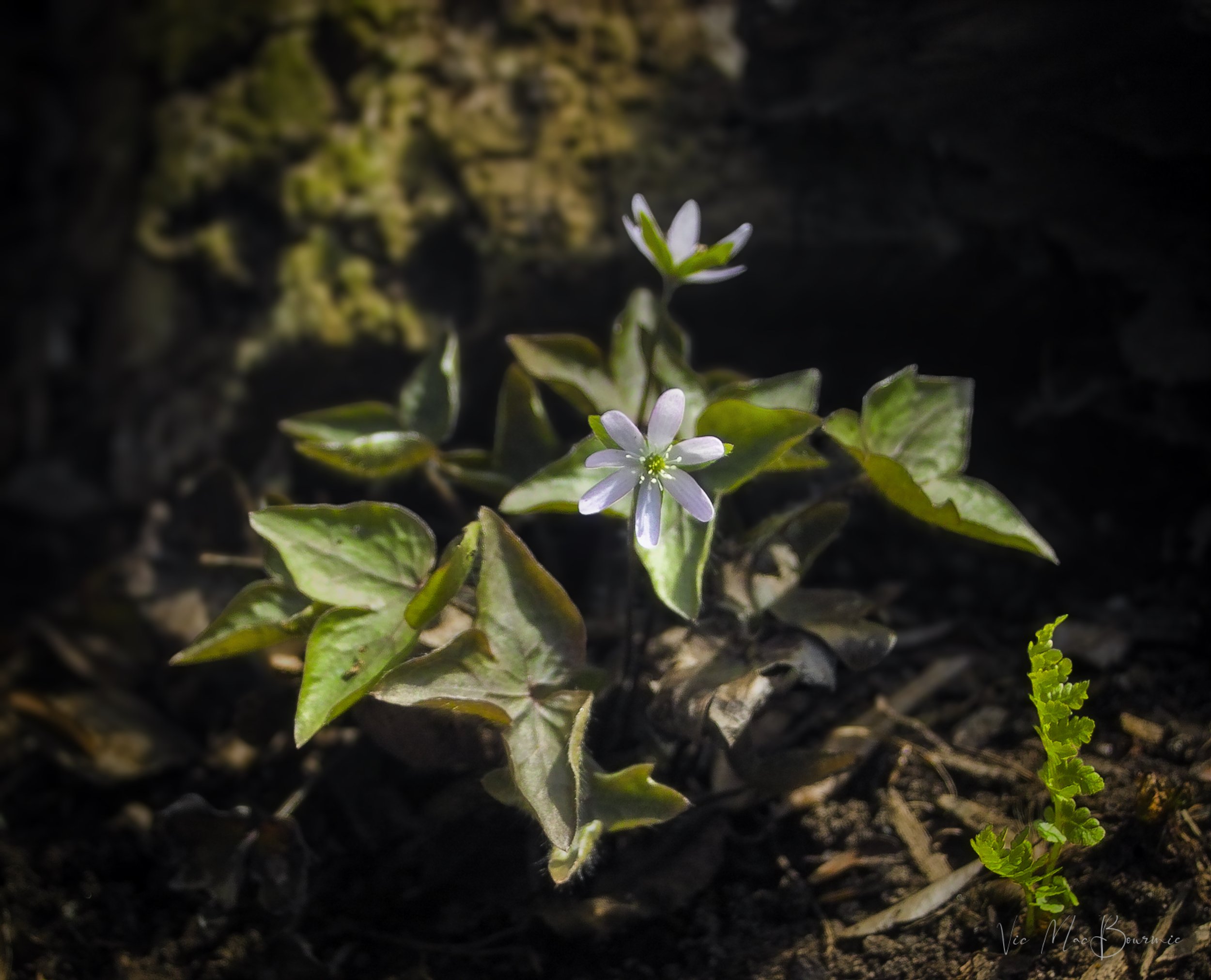 Exploring the backyard spring woodland/wildlife garden