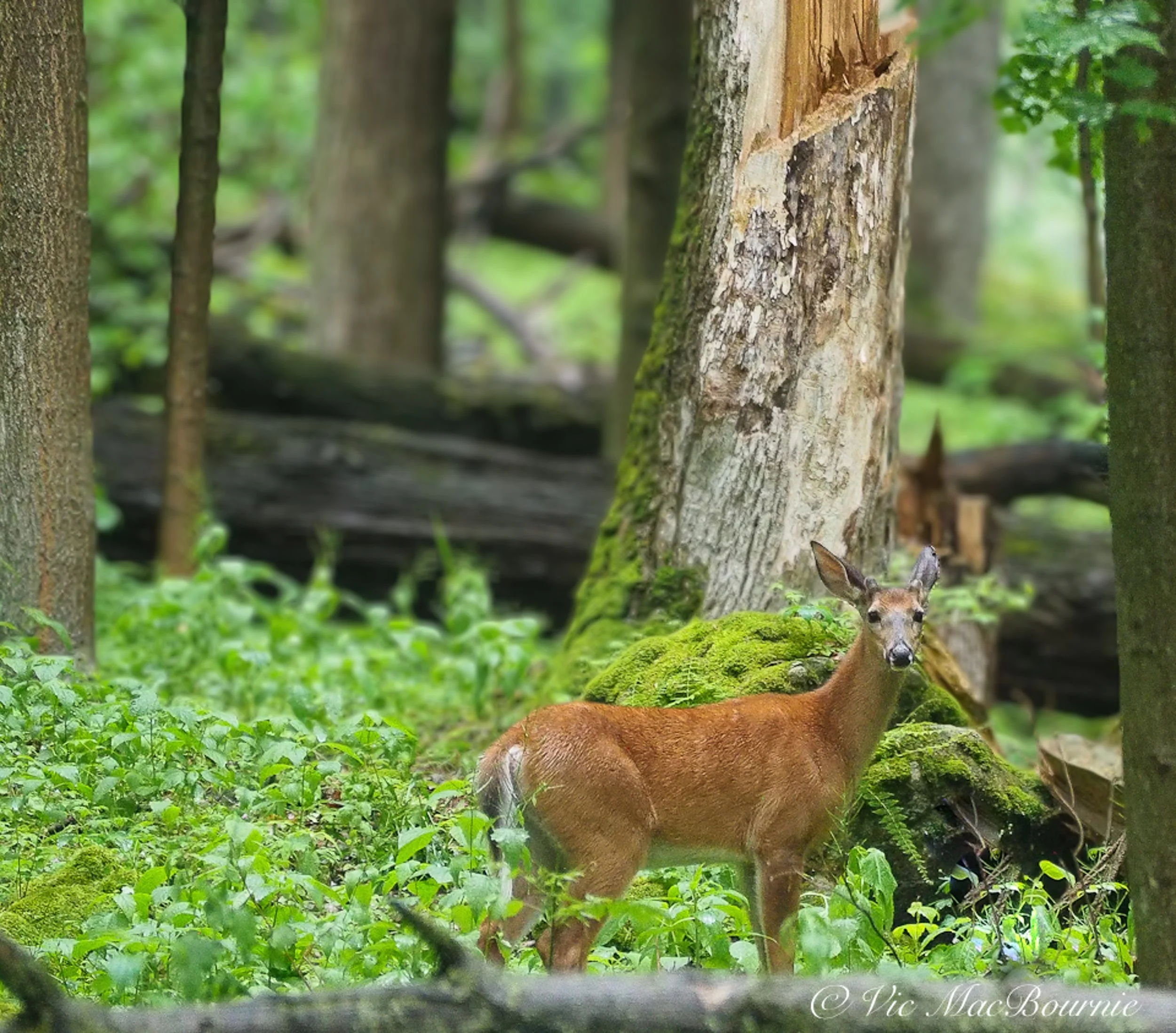 Luminar Neo turns the focus on beautiful bokeh