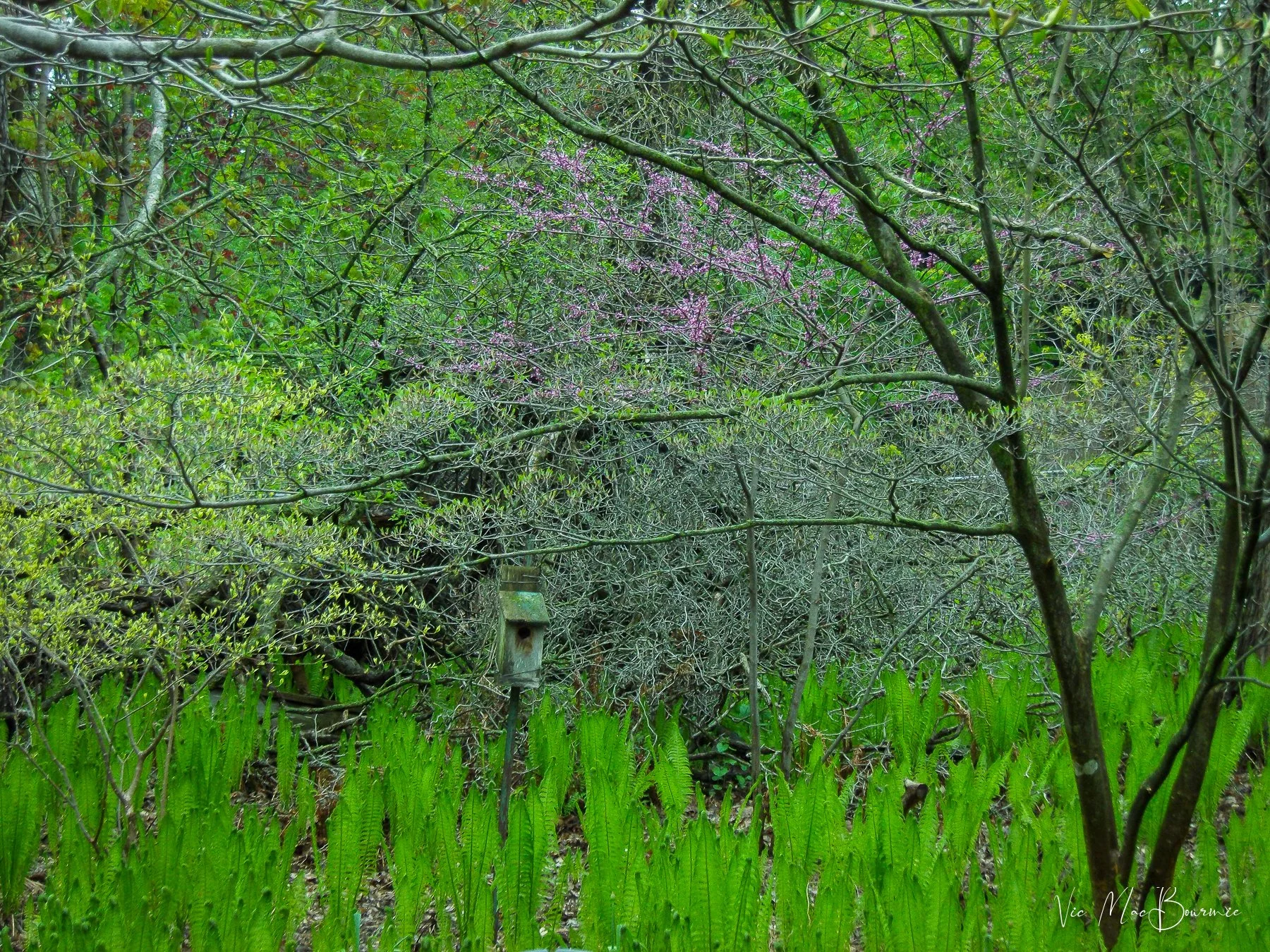 Woodland Garden: Mid May brings lots of little surprises