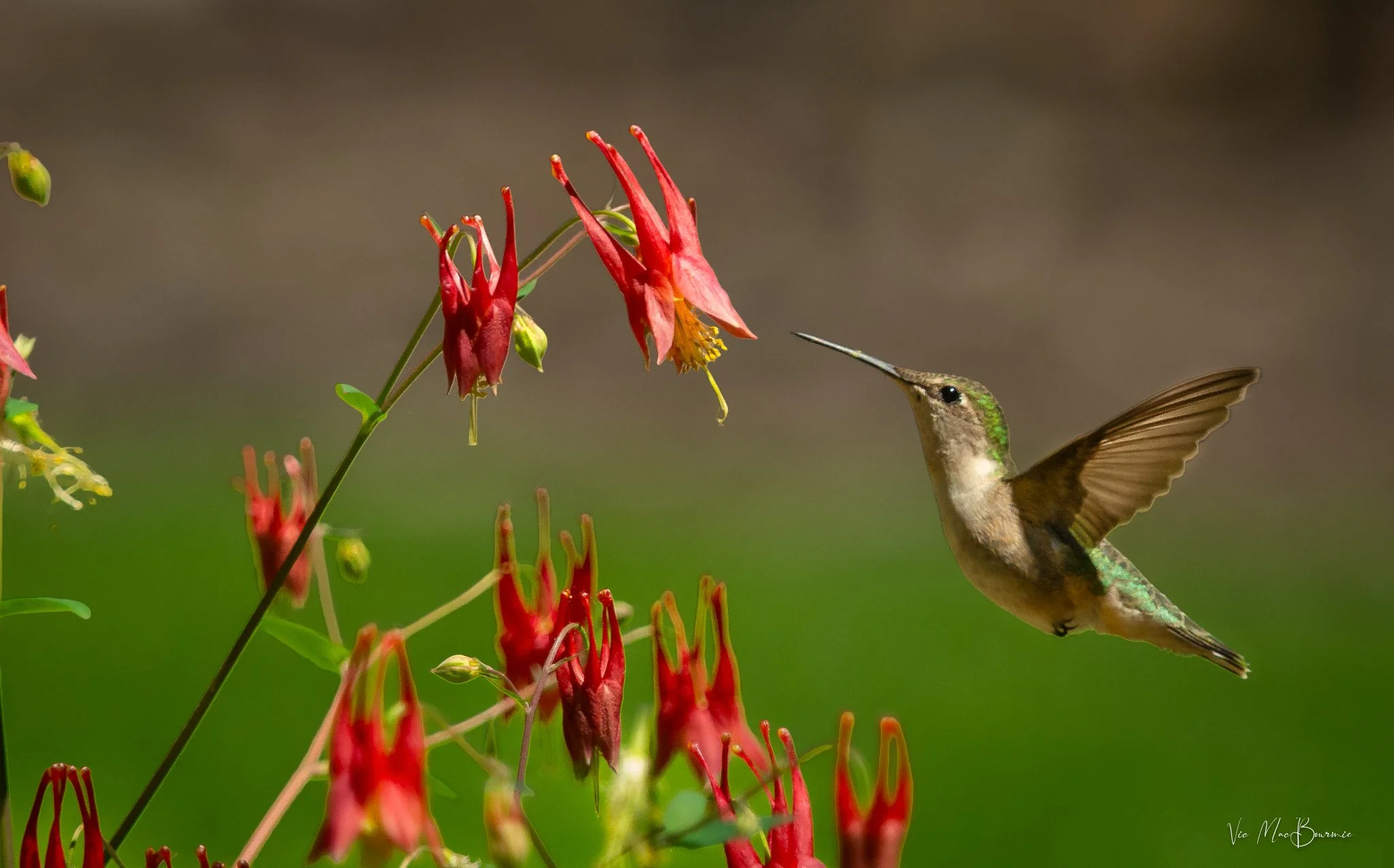 The Columbine and the hummingbird