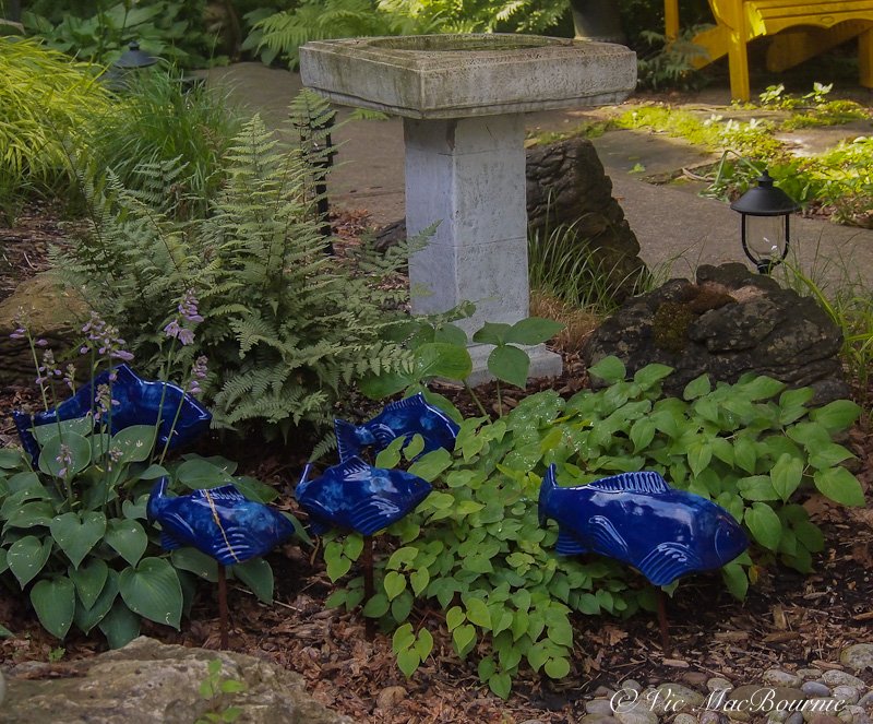 This scene shows a small blue hosta used as a specimen in the Japanese inspired garden complete with a school of complimentary blue fish swimming through the ferns and epimediums.