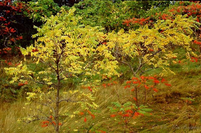 Early signs of fall colour among the Sumac