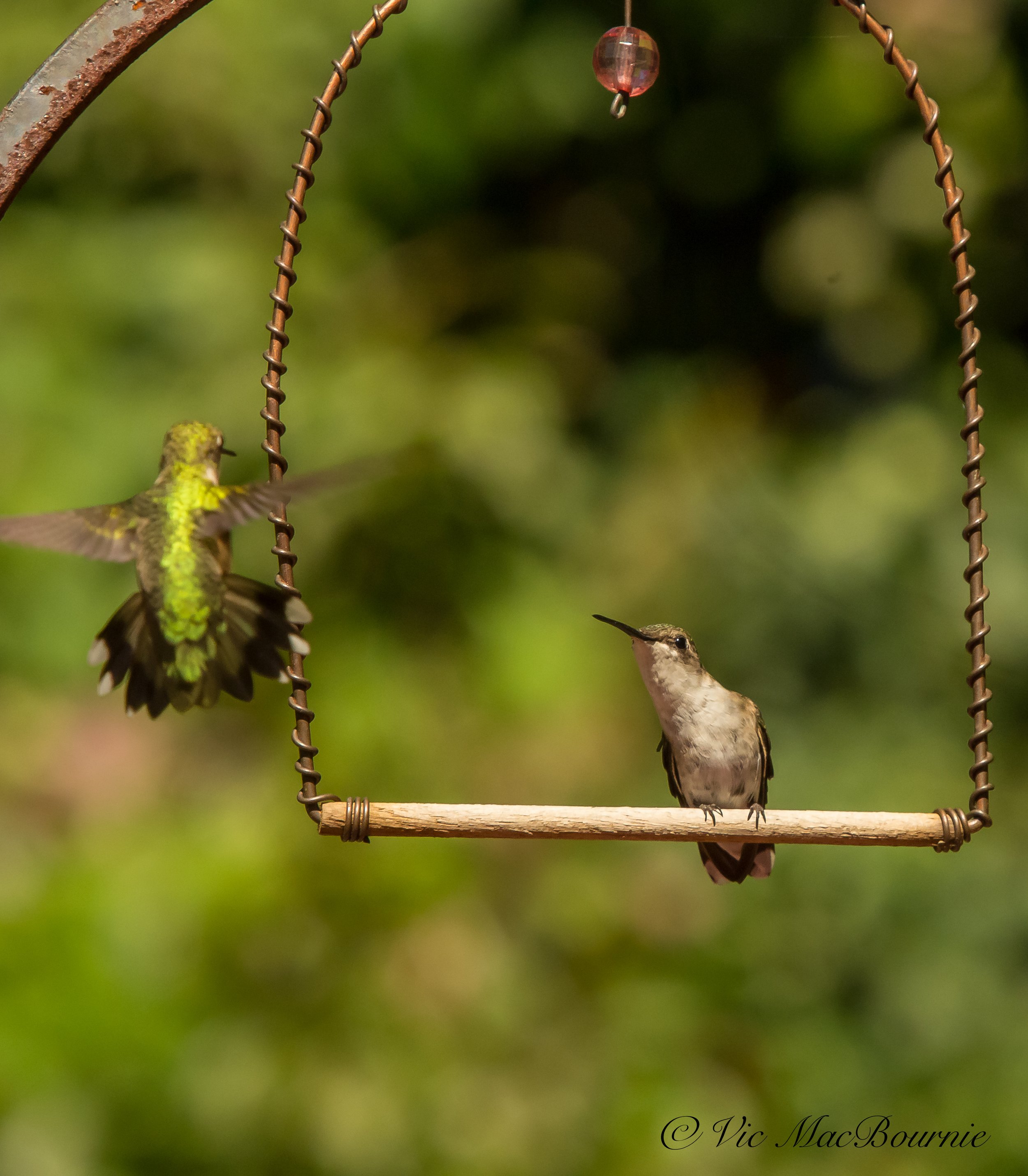 Hummingbirds fighting over perch