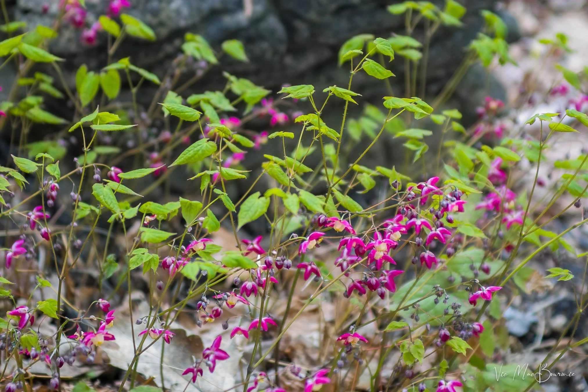 Epimediums. Sigma SD10: 1/100sec/ f2.8/ iso 100