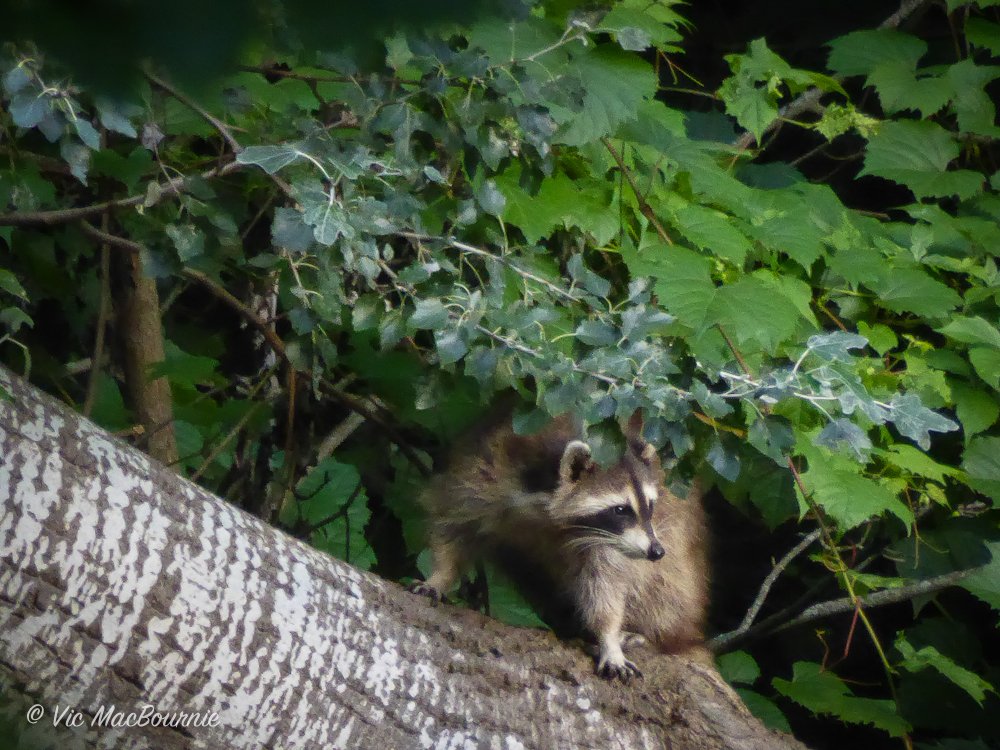 Image of raccoon high in the forest canopy. The image was taken with the DMC-ZS50 at the full 700mm telephoto.