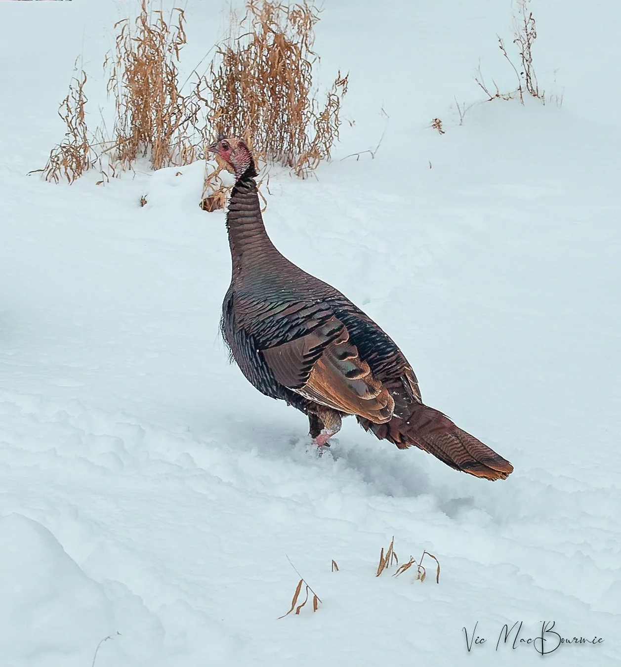 Wild Turkey. Sigma DP2: 125th sec/ f4.5/ iso 100