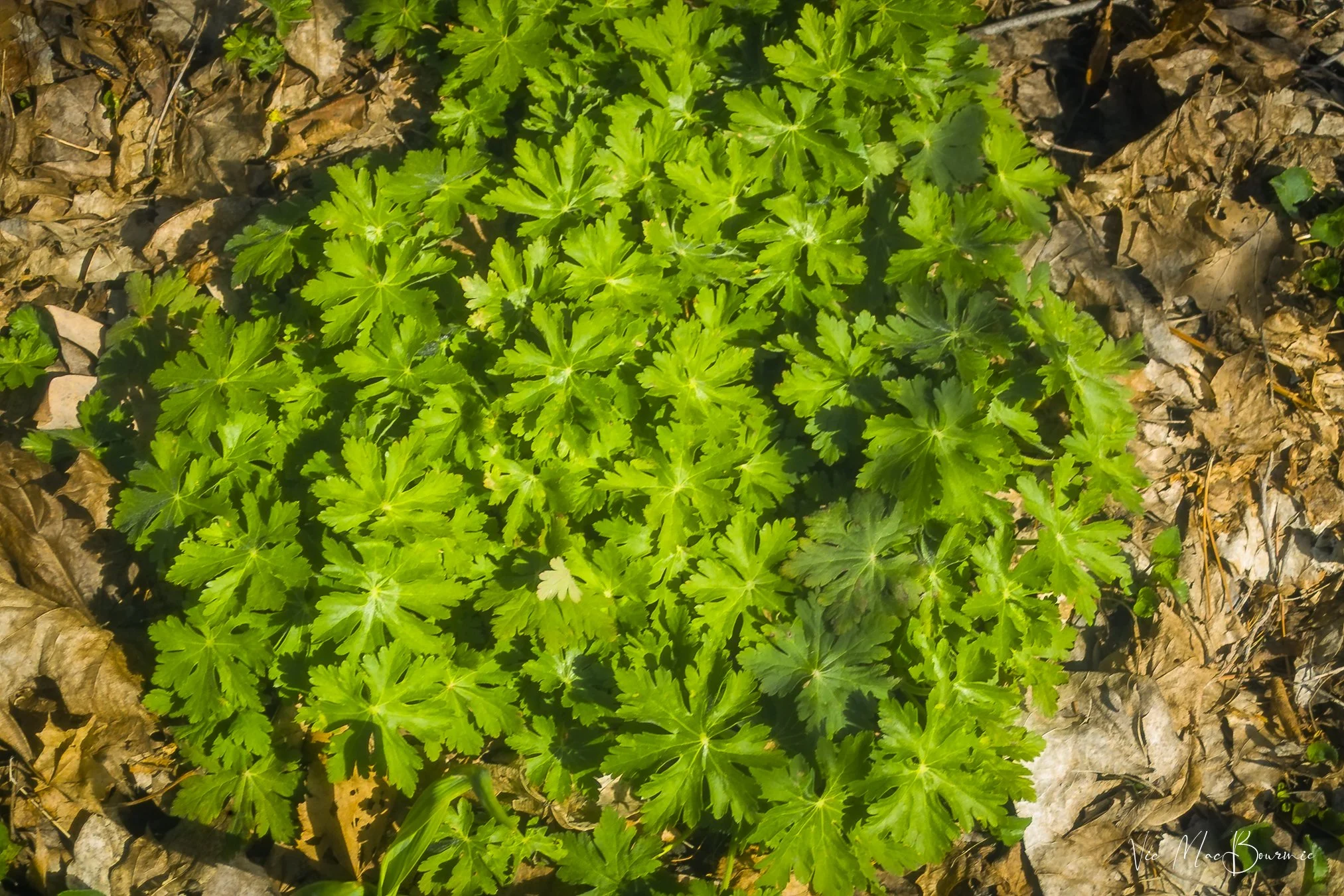 Wild geranium in the spring garden.