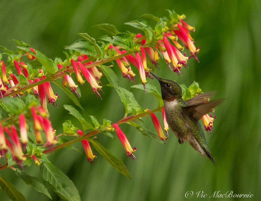Hummingbird at Cuphea
