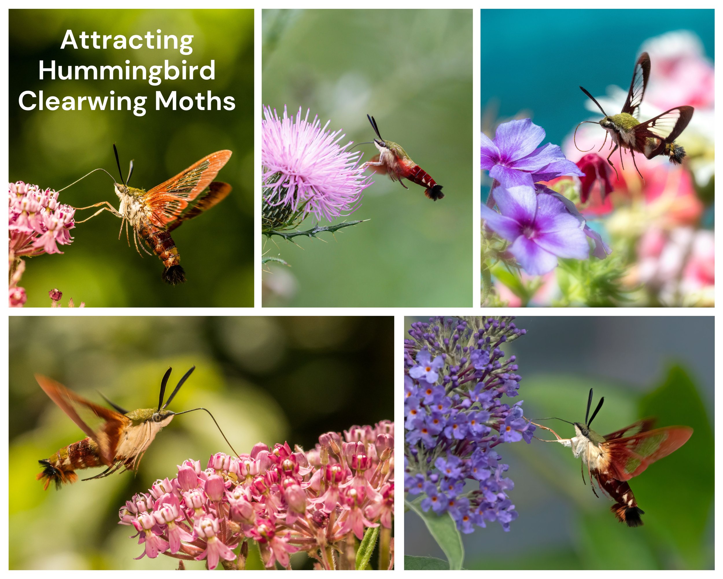 How to attract hummingbird moths to your garden — FERNS & FEATHERS