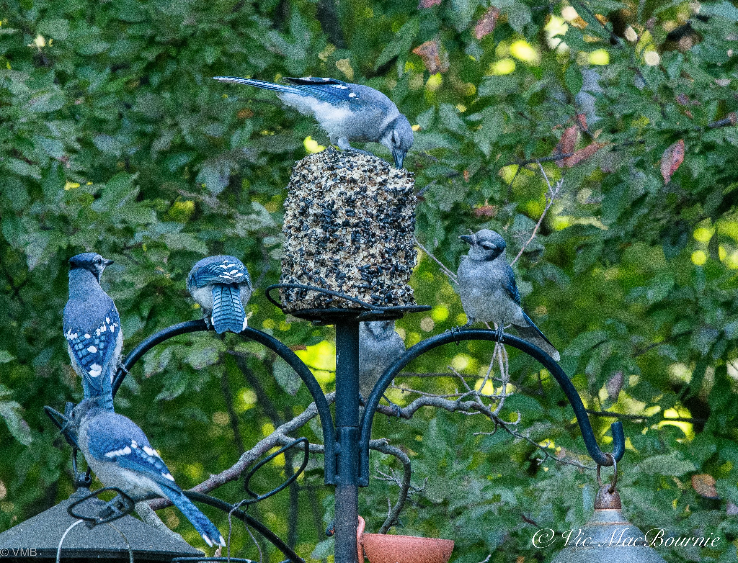 Blue jays flock to a compressed seed feeder at the backyard bird feeding station.
