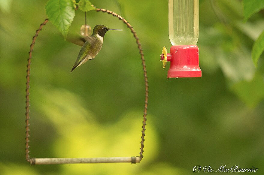 Hummingbird at feeder with perch