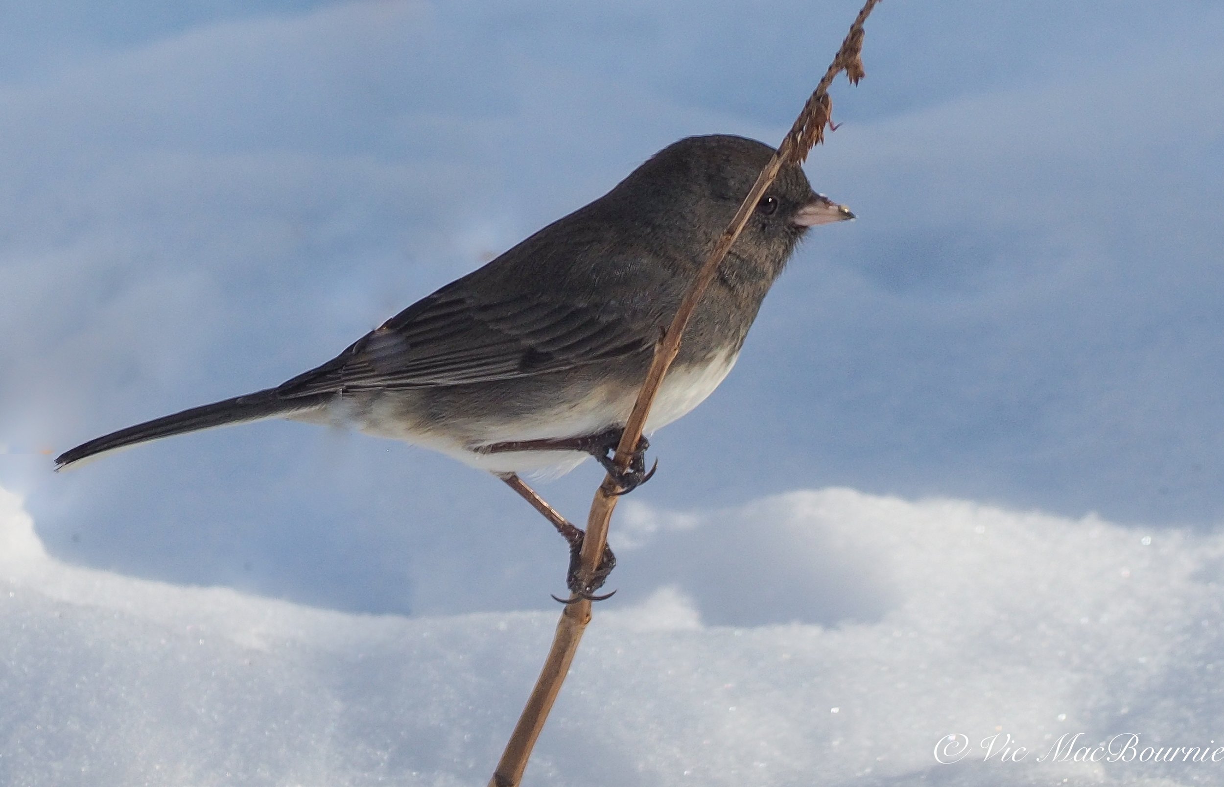 Junco clings to a grass left standing through the winter.