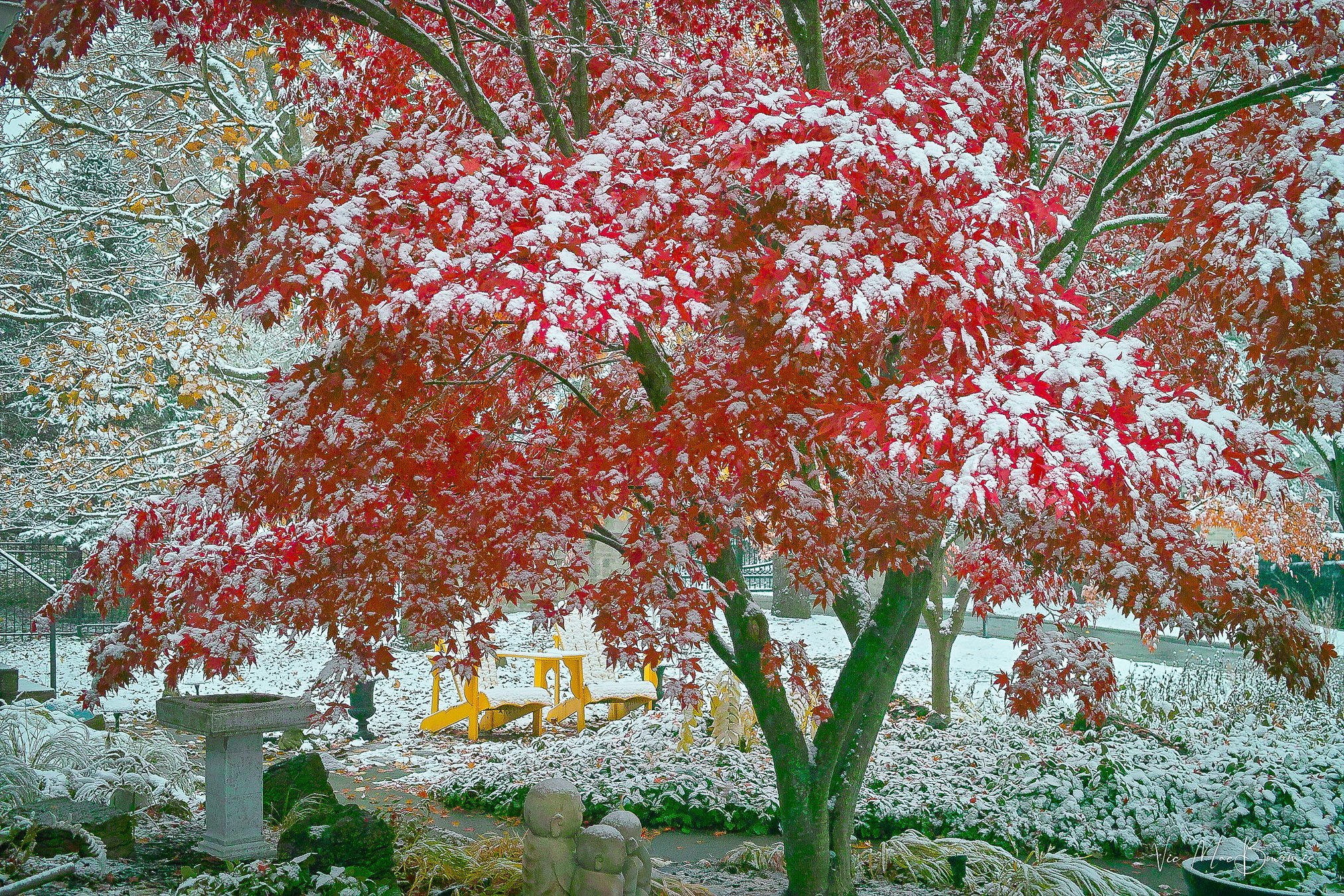 Japanese Maple with snow. Sigma DP2: 125th sec/ f3.5/ iso 400.