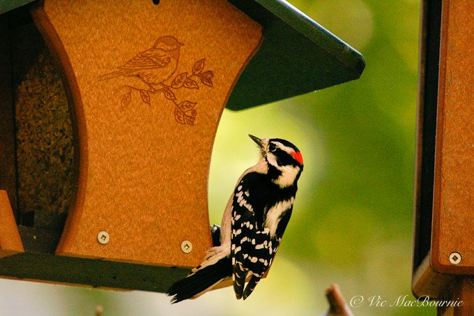 Woodpecker on Wild Birds Unlimited recycled plastic feeder.