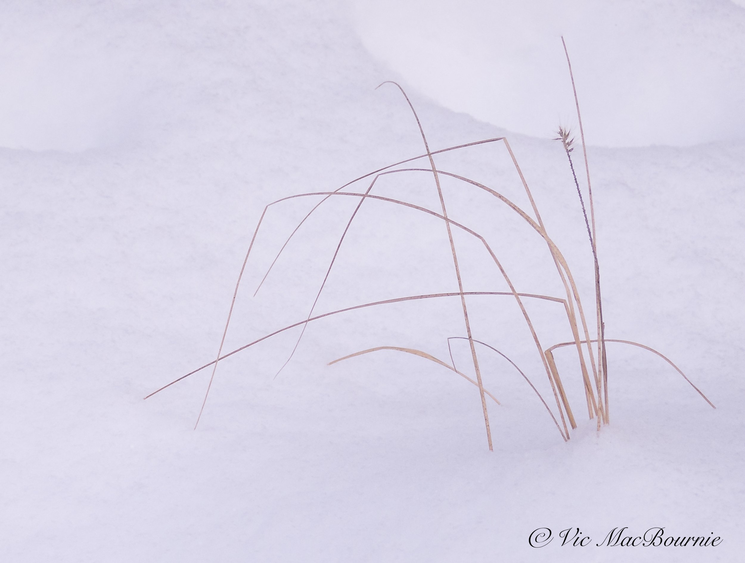 Grasses in snow