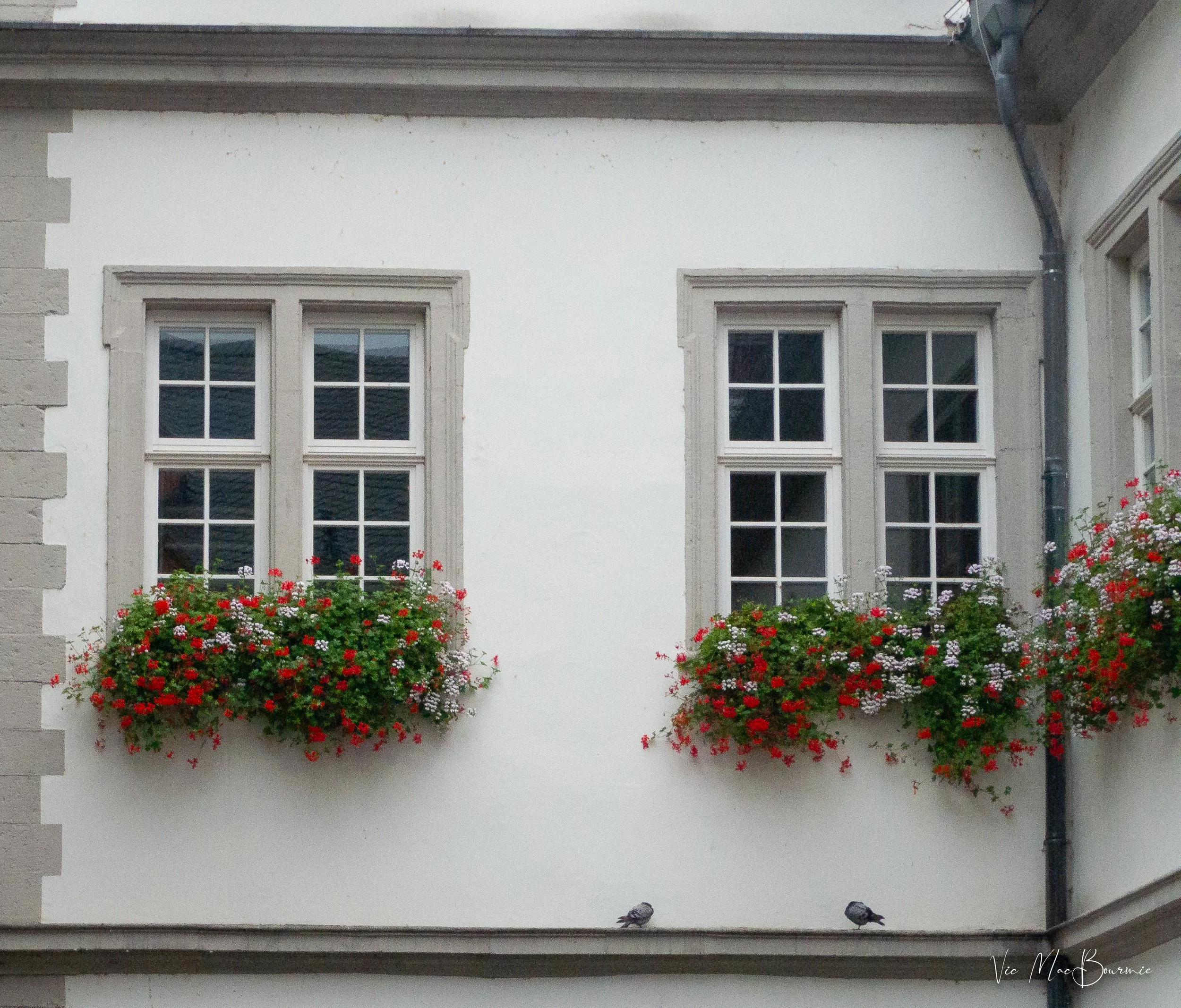 window boxes and birds-1.jpg