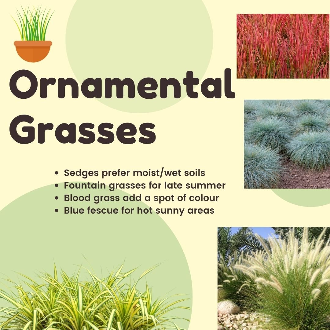 Infographic on Ornamental Grasses