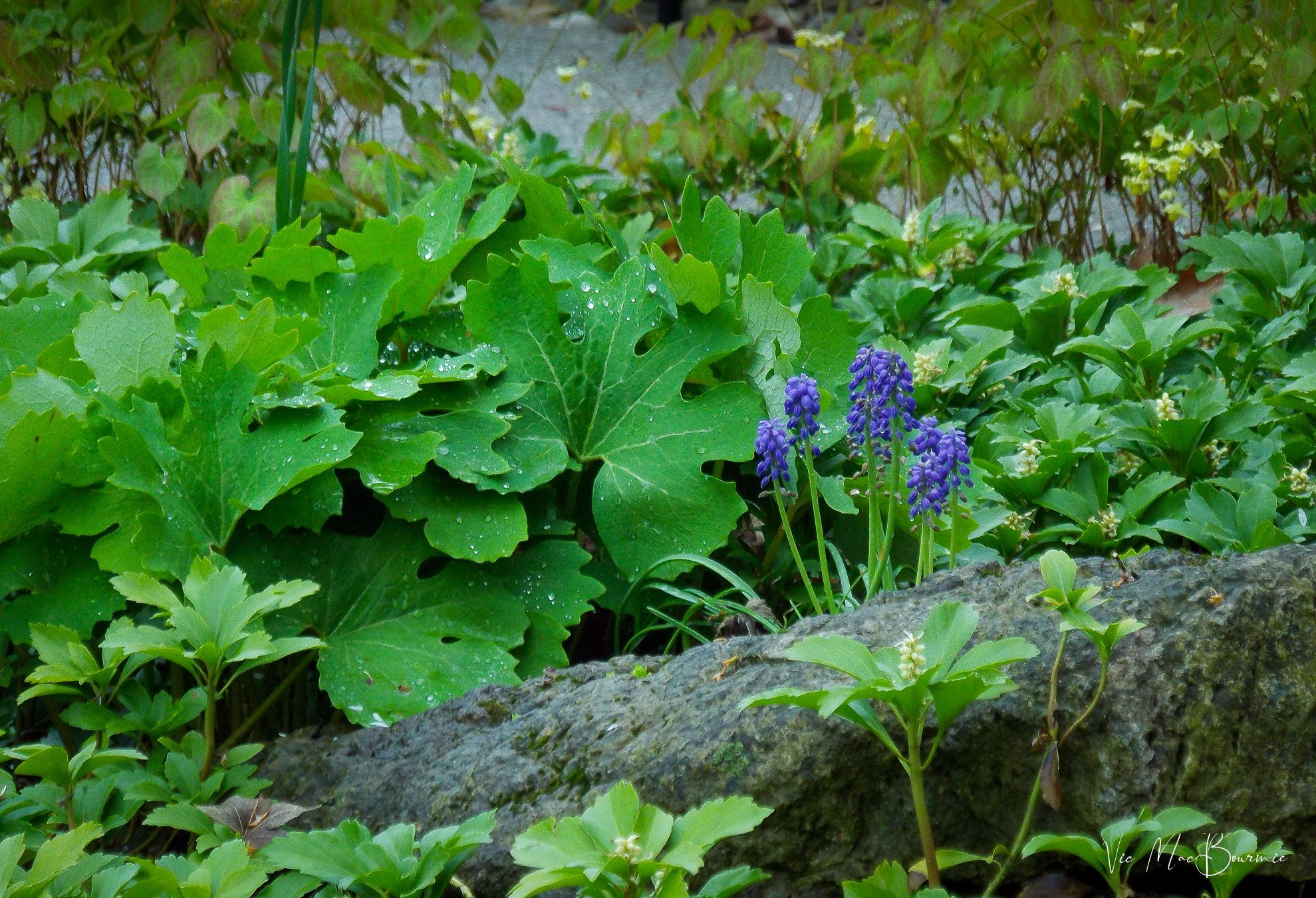 Native bloodroot leaves with grape hyacinth.