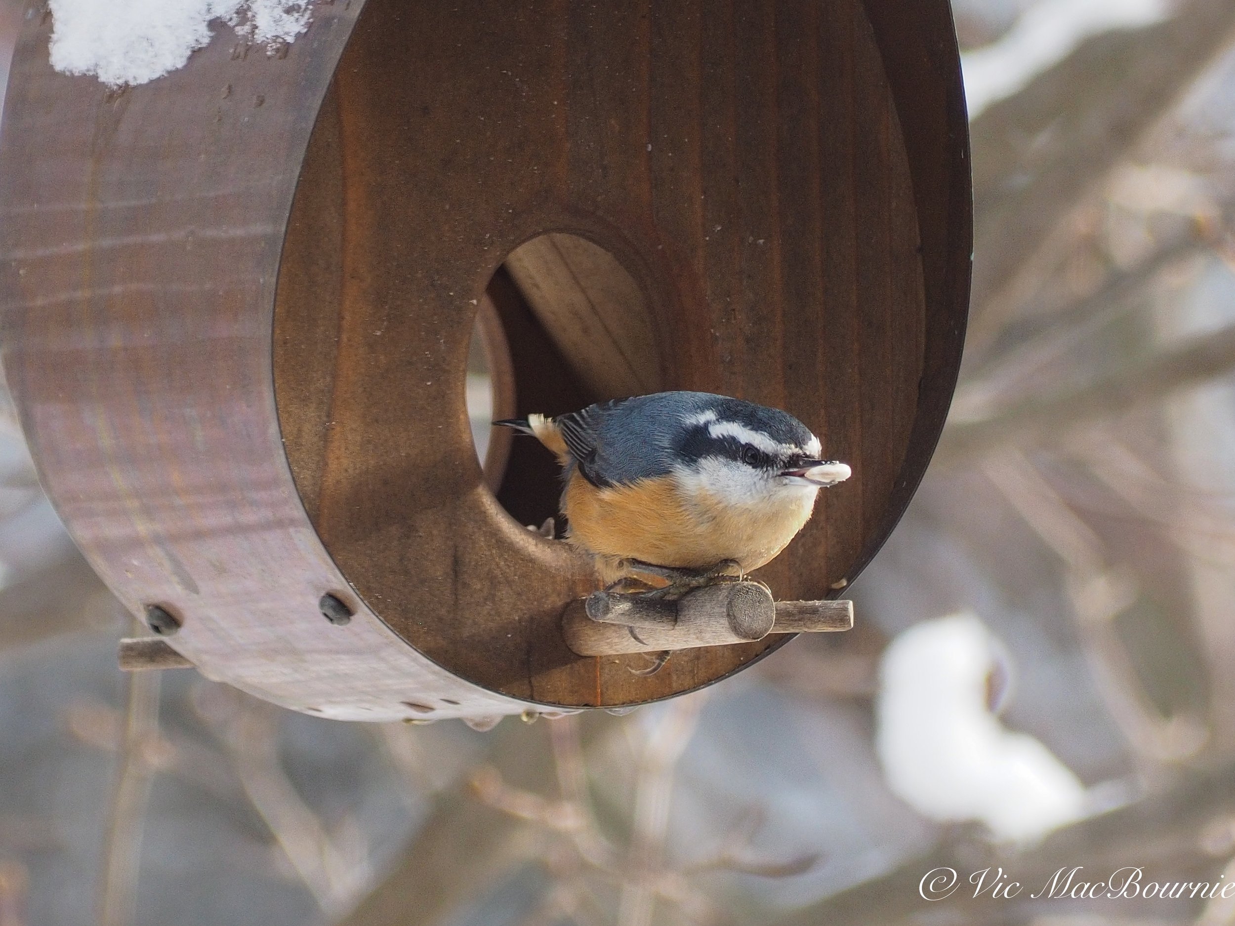 Red-breasted Nuthatch at Q&A birdfeeder.