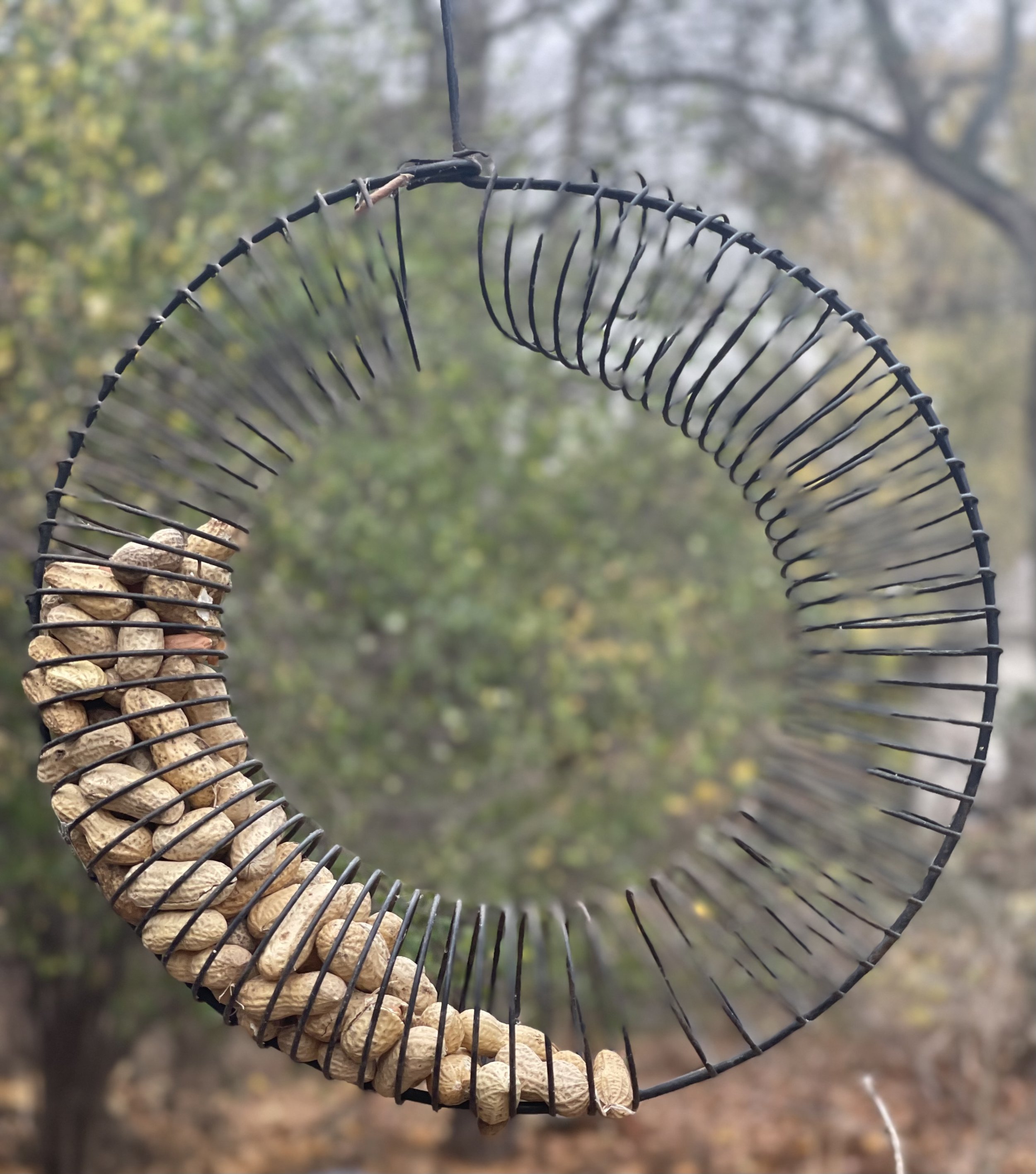 The wreath style bird feeder is particularly attractive to blue jays lookingfor their favourite food source – unshelled peanuts.