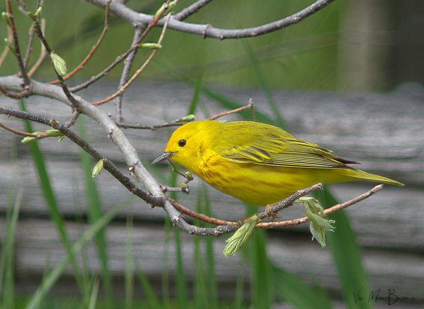 Yellow warbler searches through grasses looking for insects. Birds are among the garden's most voracious predators.