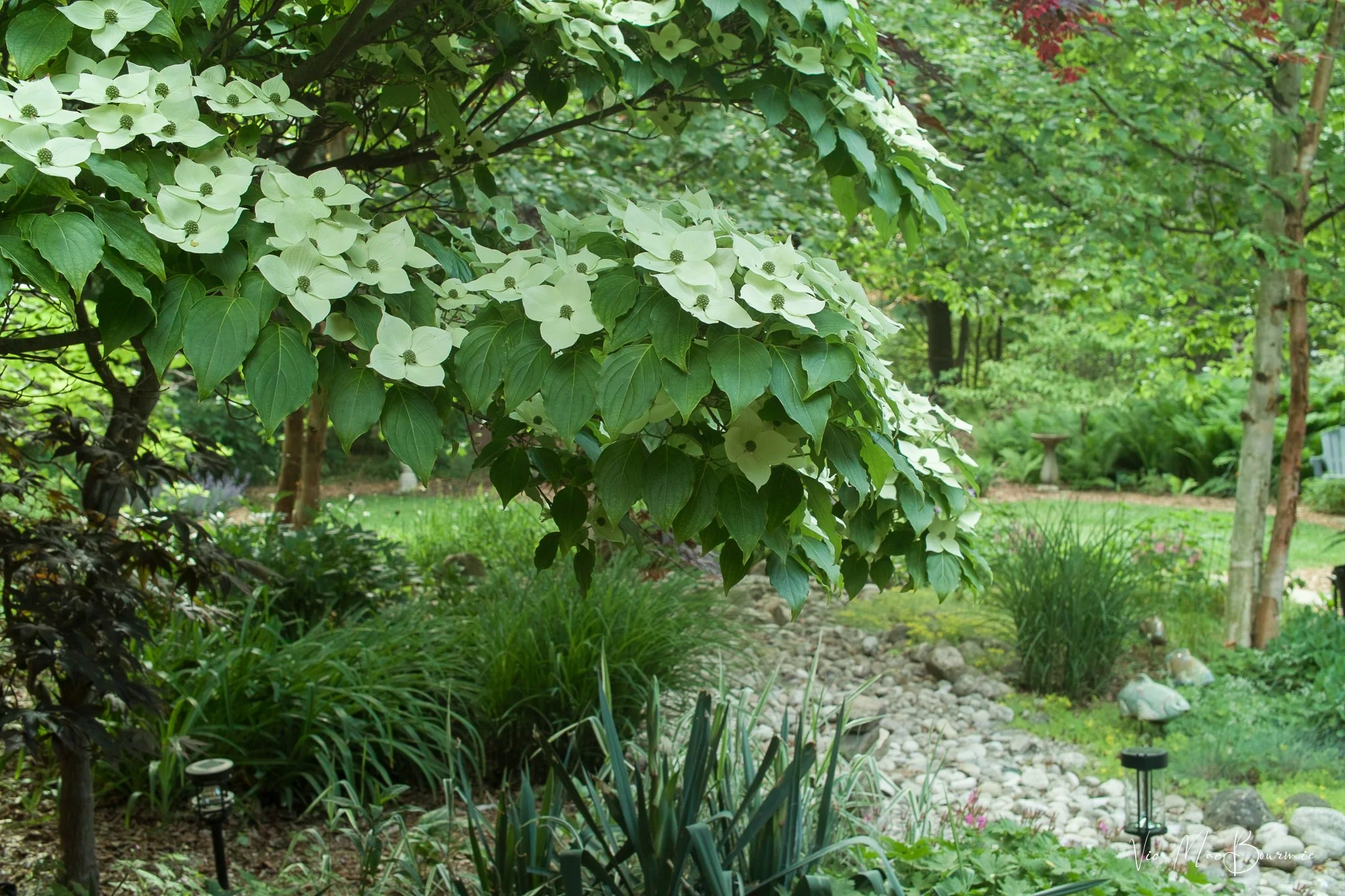 Cornus Kousa Dogwood. Sigma DP2: 1/13th sec/ iso100/ f6.3