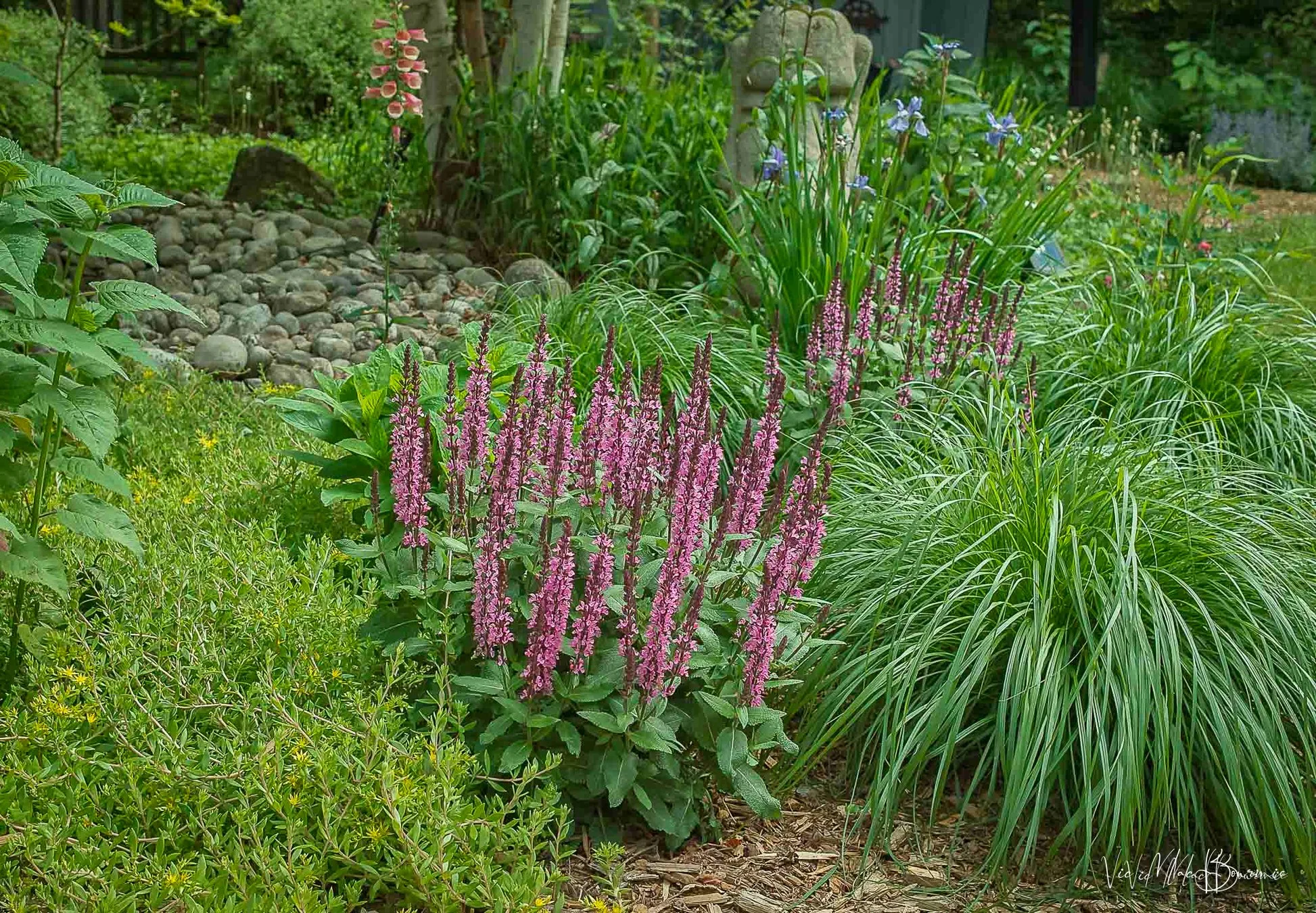 Salvia and grasses. Sigma DP2: 1/13th sec/ f6.3/ iso 100