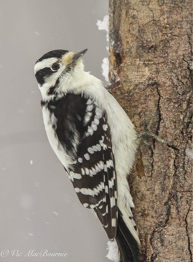 Downy Woodpecker on branch showing its zebra pattern back feathers and a hint of the black markings on its tail feathers.