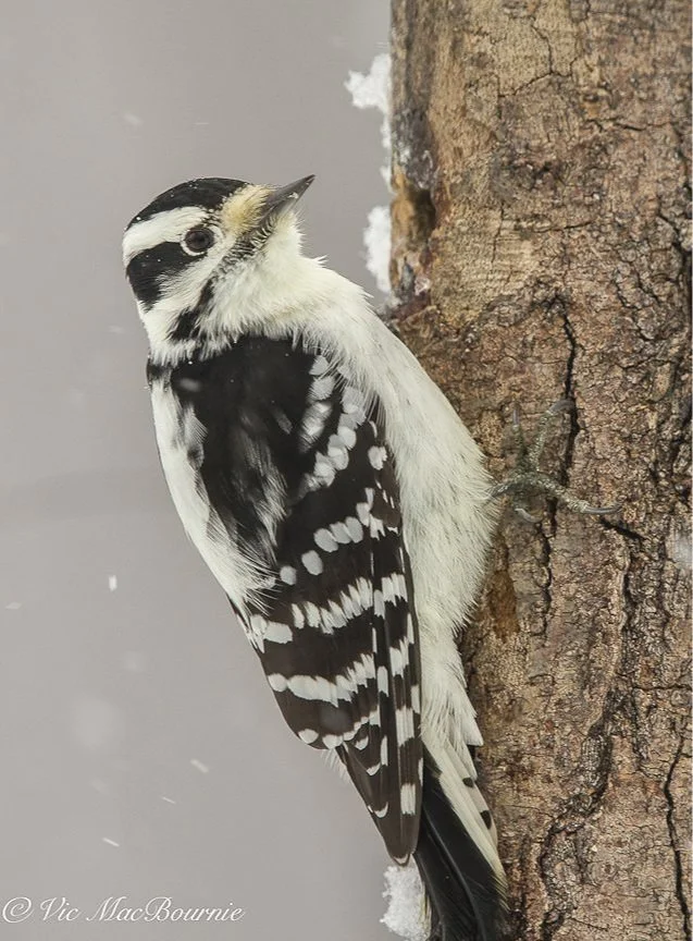 Three common woodpeckers to watch for at feeders — FERNS & FEATHERS