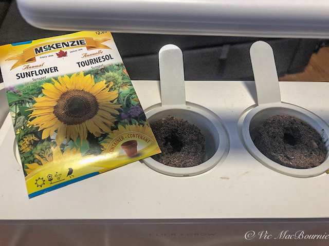 Business sasha Each Pack 20 Seed Japan Sunflower Helianthus Annuus Flower HOT 1
