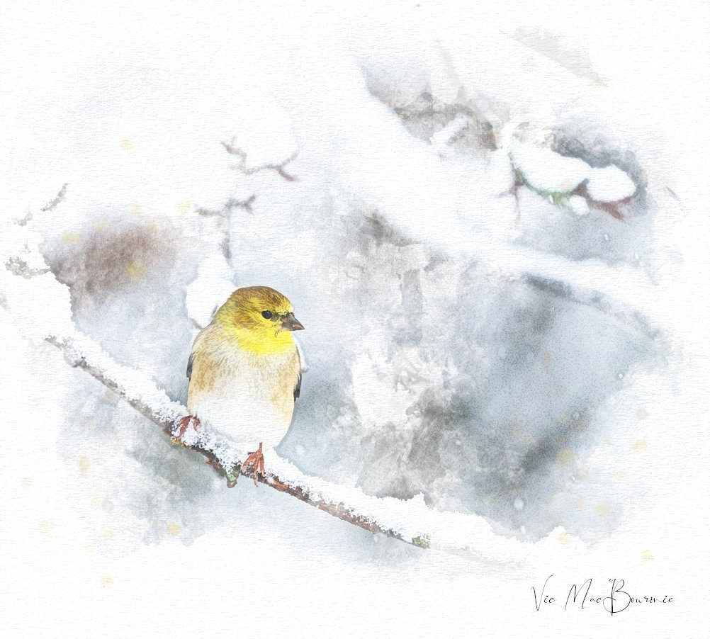 This bird artwork illustrates how a photograph can be turned into a beautiful piece of artwork of birds. Here a Goldfinch is caught in a snowstorm.
