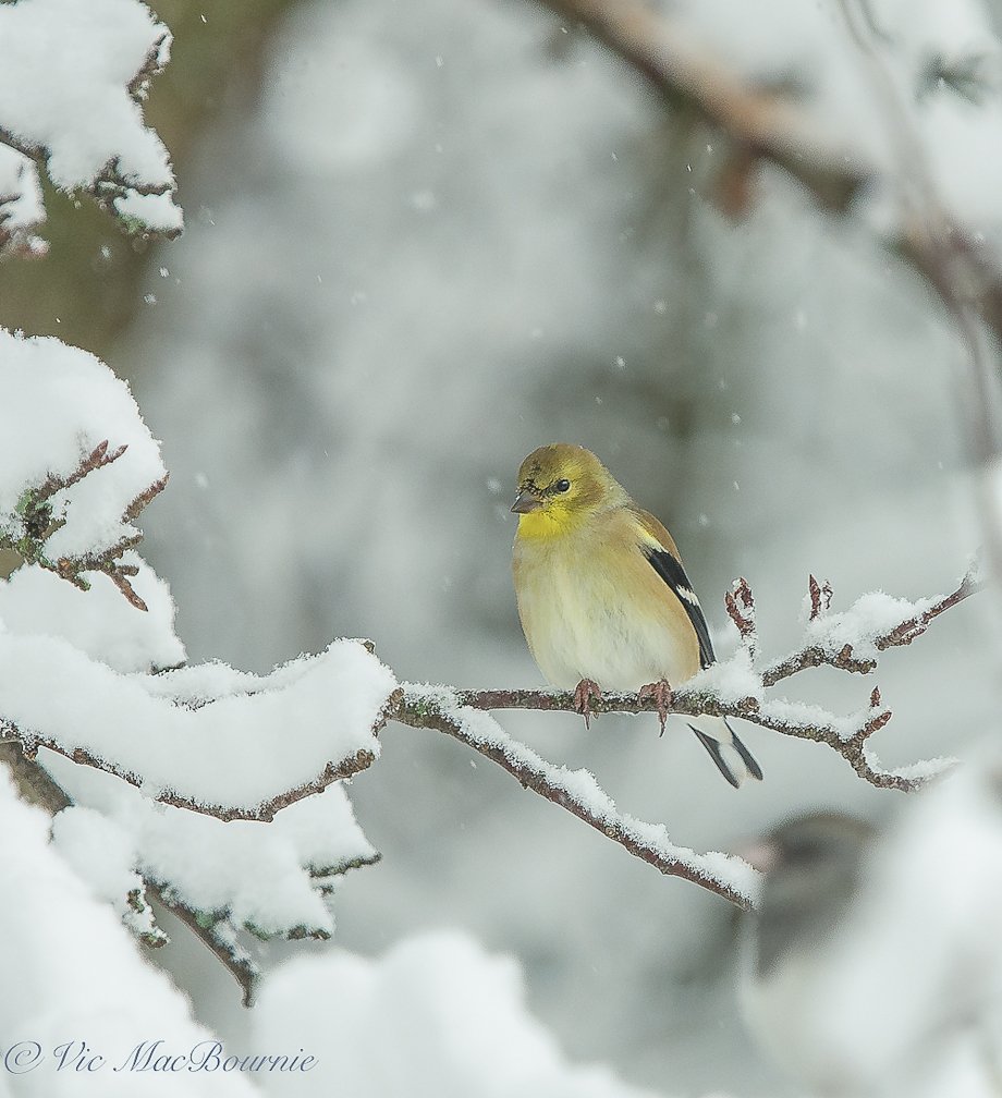 A female American Goldfinch waits for its turn at the Nyjer seed feeder during a winter storm.