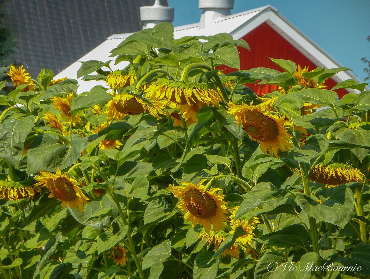 A grouping of sunflowers with red barn
