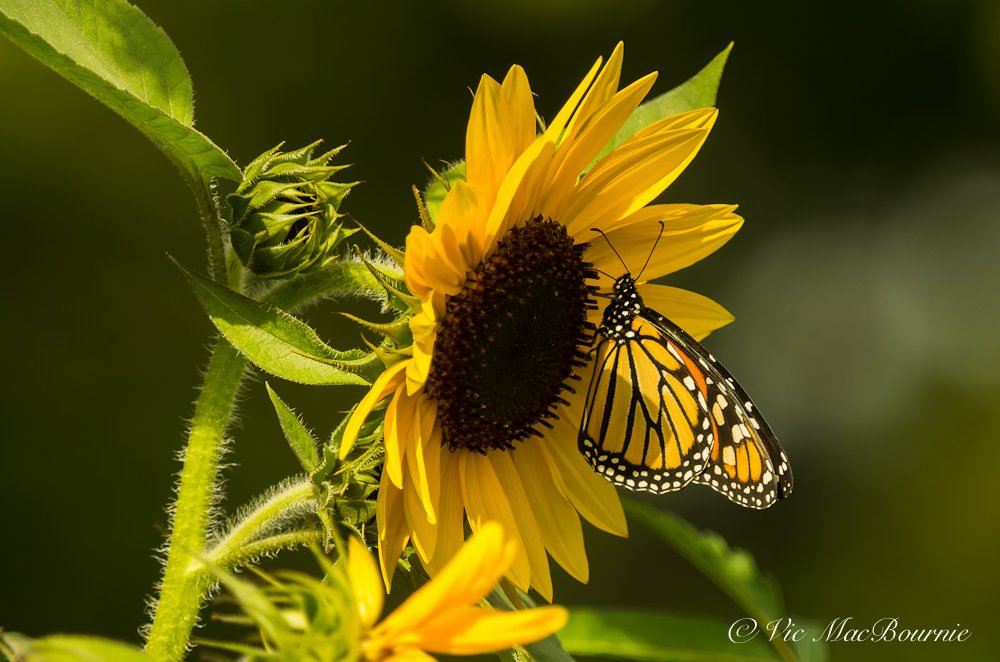 Monarch butterfly on sunflower