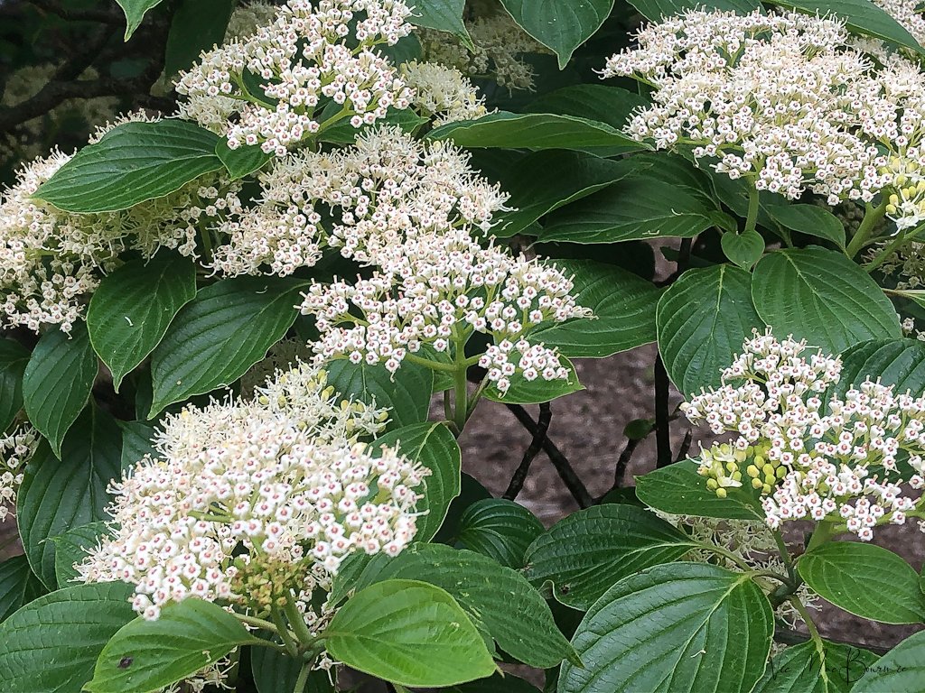 The flowers of the Pagoda Dogwood in bloom. These flowers are followed by fruit that is highly valuable to backyard birds and mammals. The flowers attract butterflies and native bees.