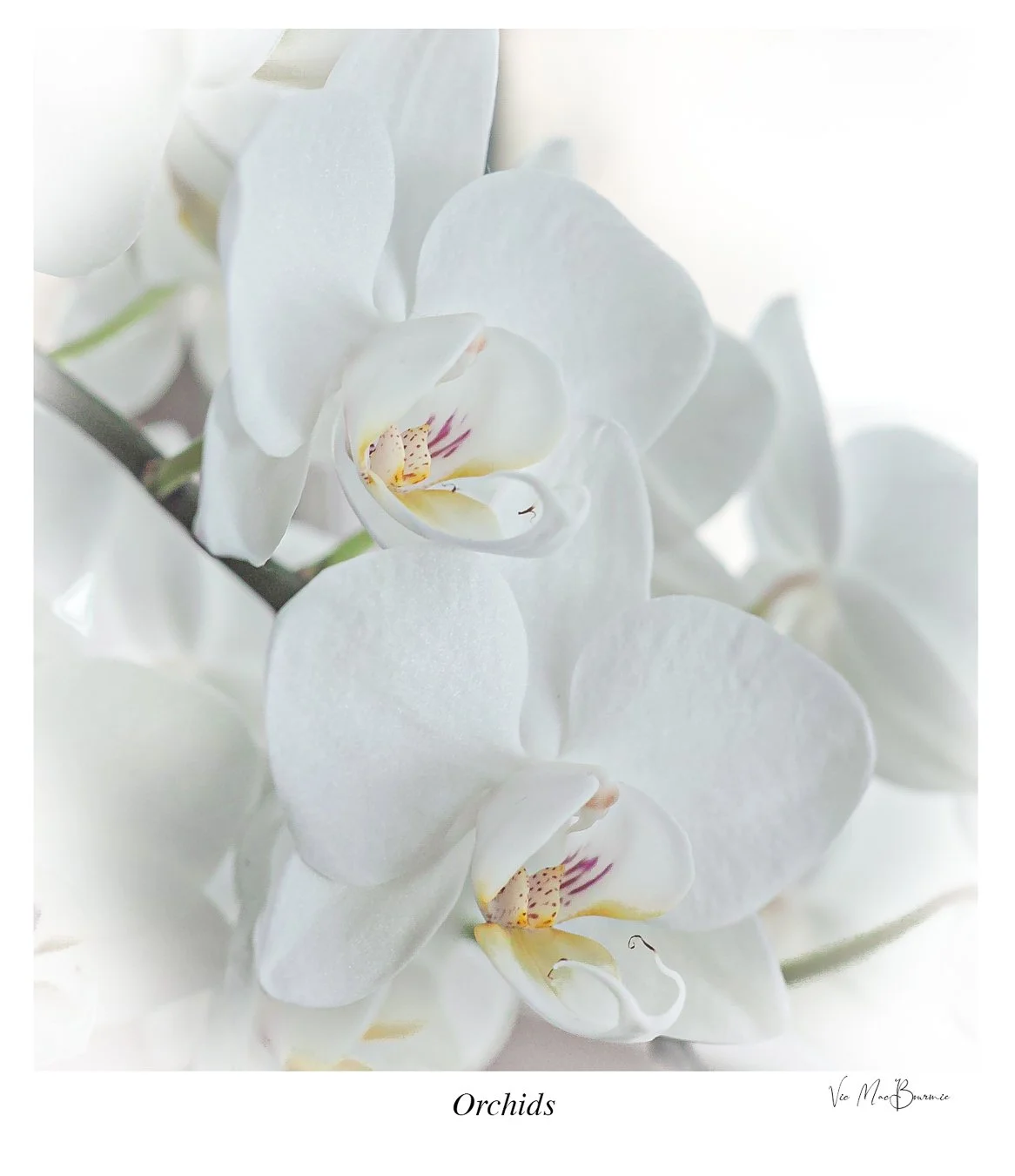 Orchids. Sigma DP2: 80th sec/ f5.6/ iso 100.