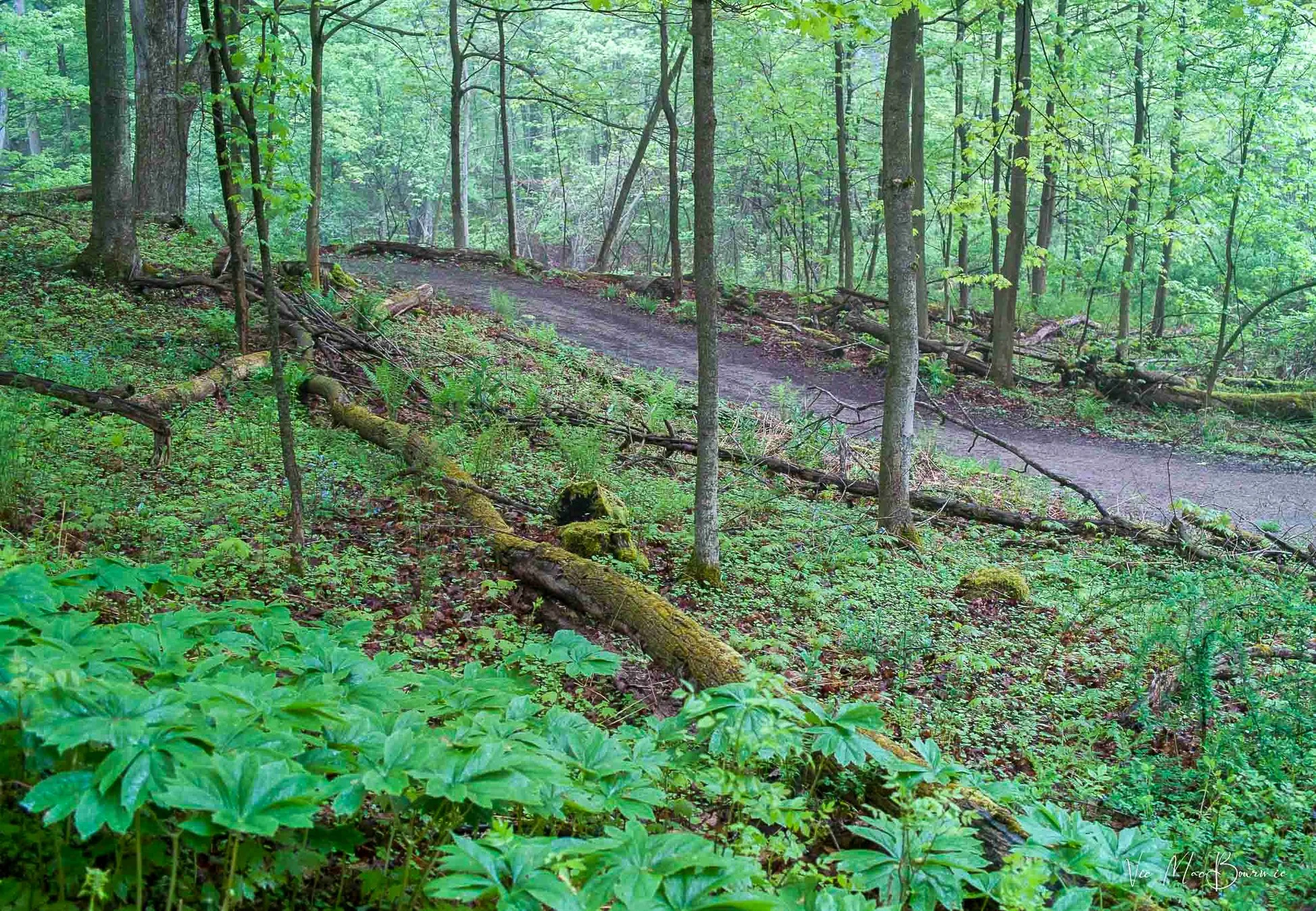 Woodland path. Sigma DP2: 180sec/f3.2/iso100.