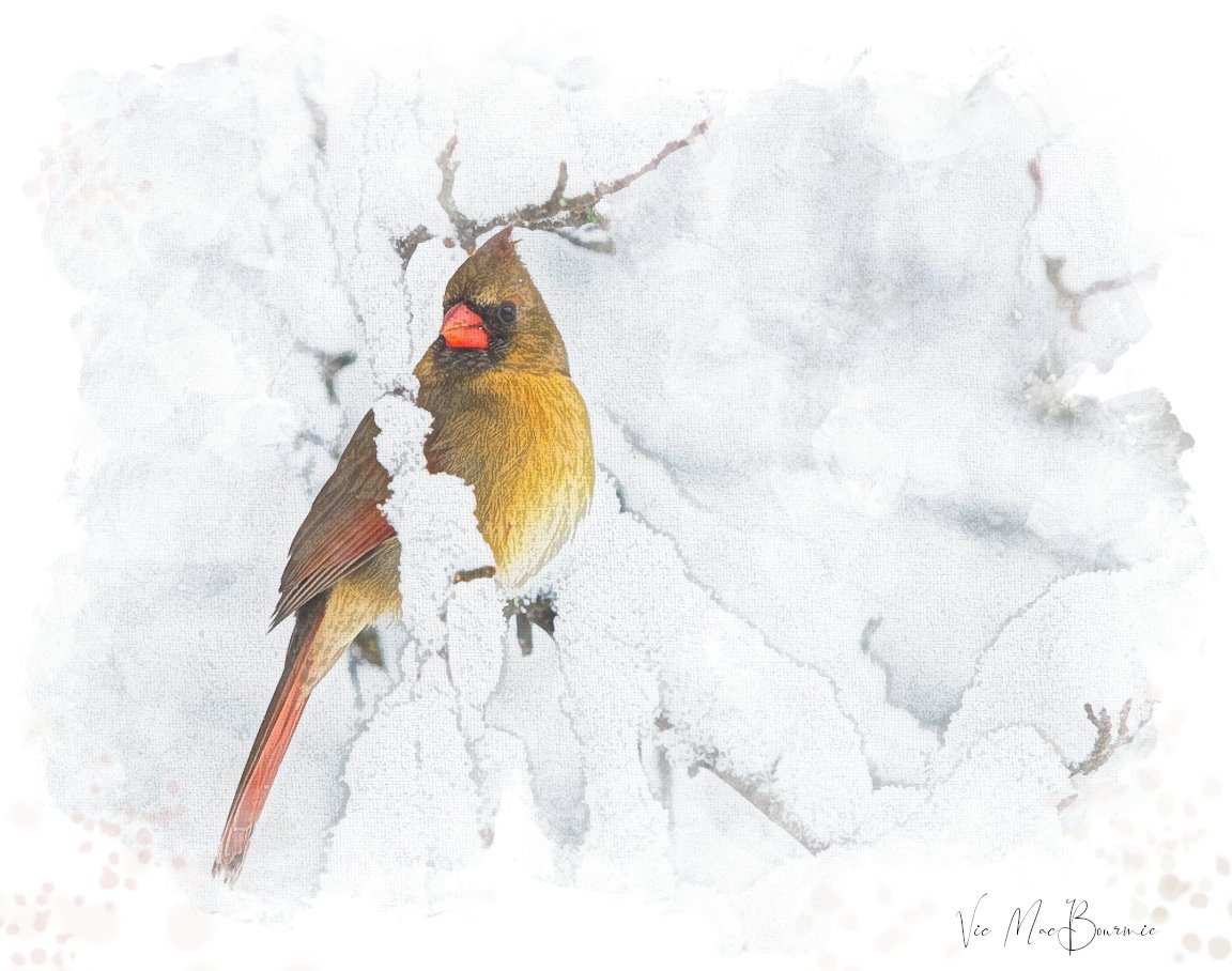 Female cardinal  paint.jpg