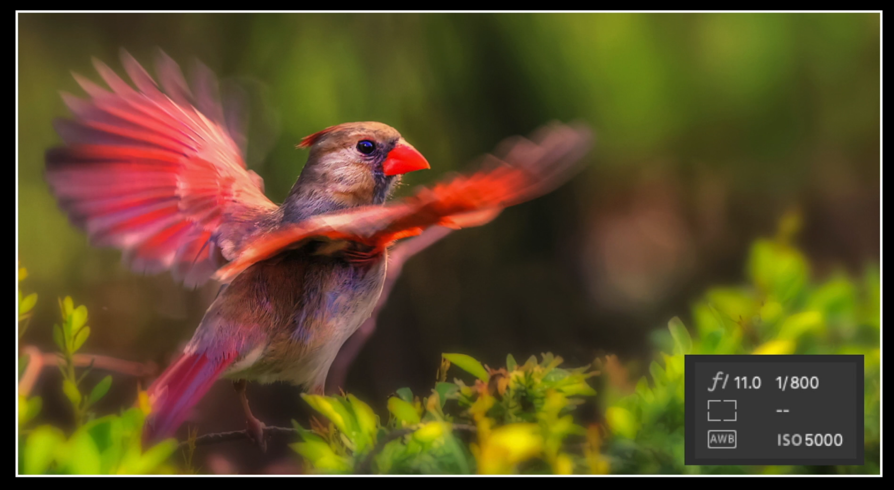 This Rick Sammon image of a cardinal shows movement in the wings while they eye is tack sharp.