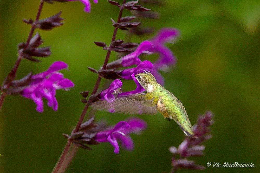 Hummingbird works over the Rockin' Deep Purple salvia.