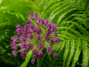Alliums are easy to grow and add architectural interest to any garden