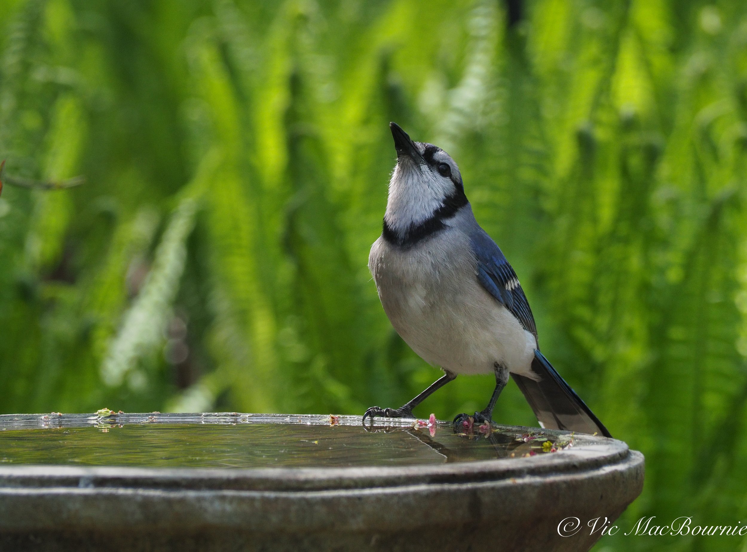 Blue Jay on birdbath