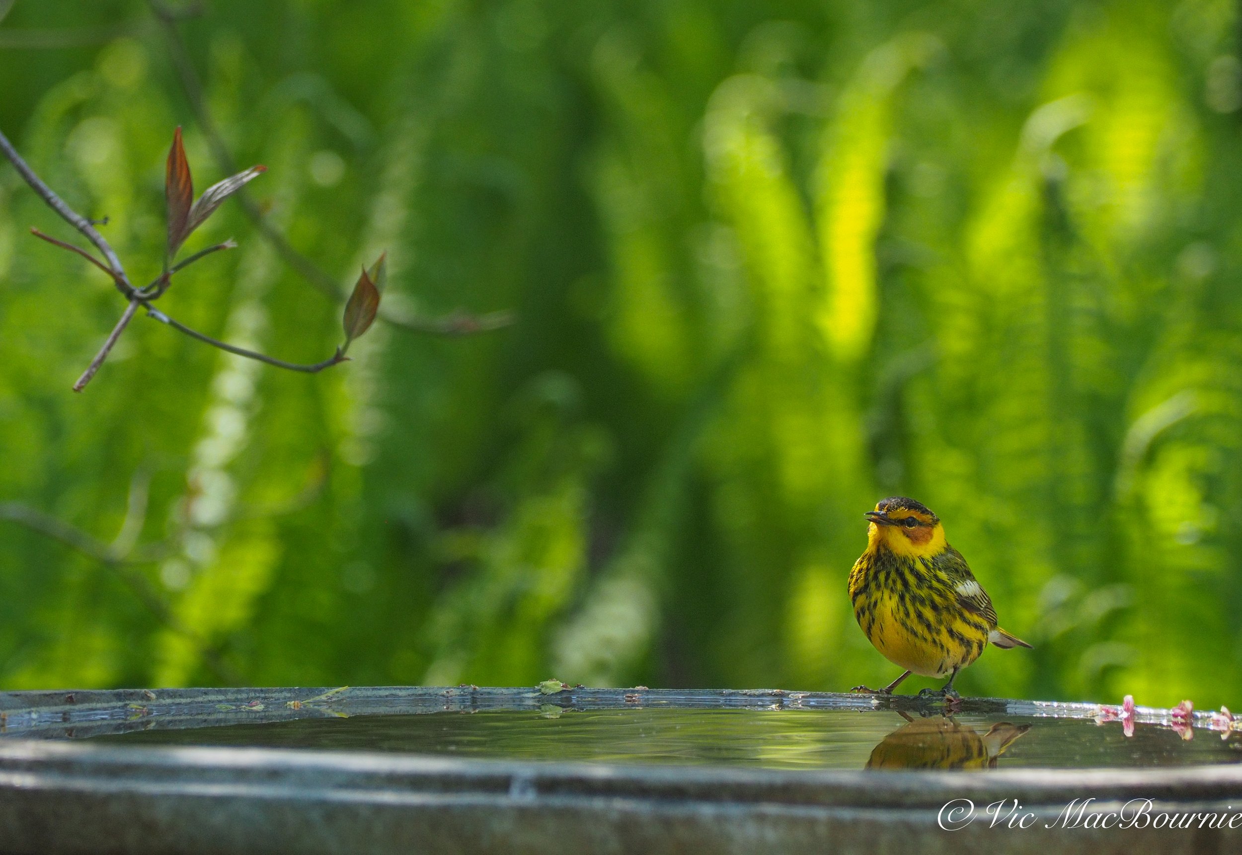 Cape May Warbler on bird bath photographed with Olympus EM-10 with the 40-150mm.