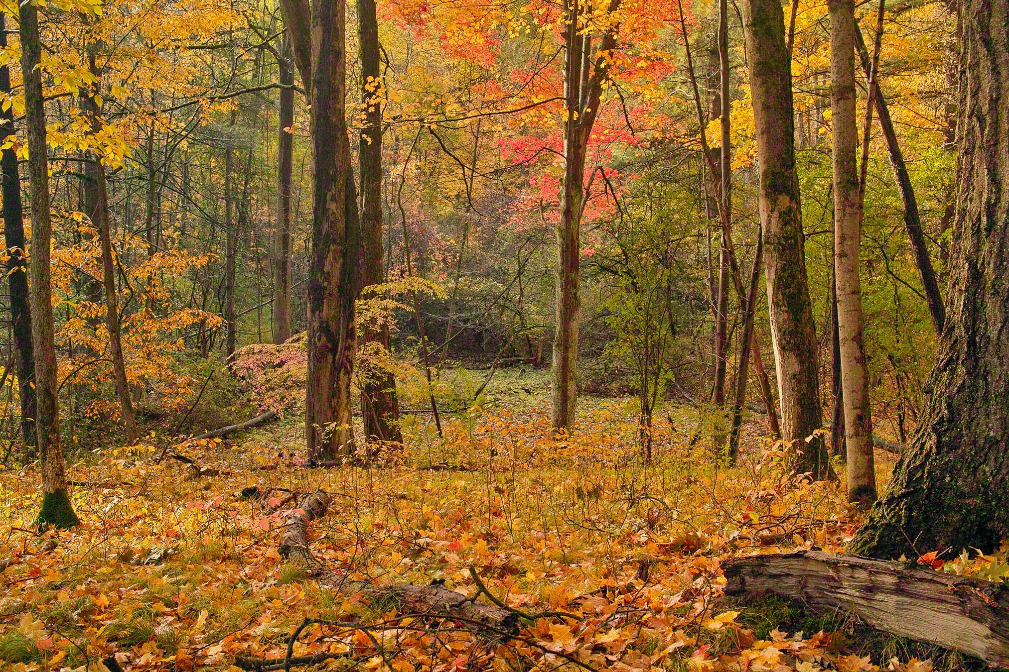 Fall woodland scene. Sigma DP2: 60th sec/f6.3/iso400.