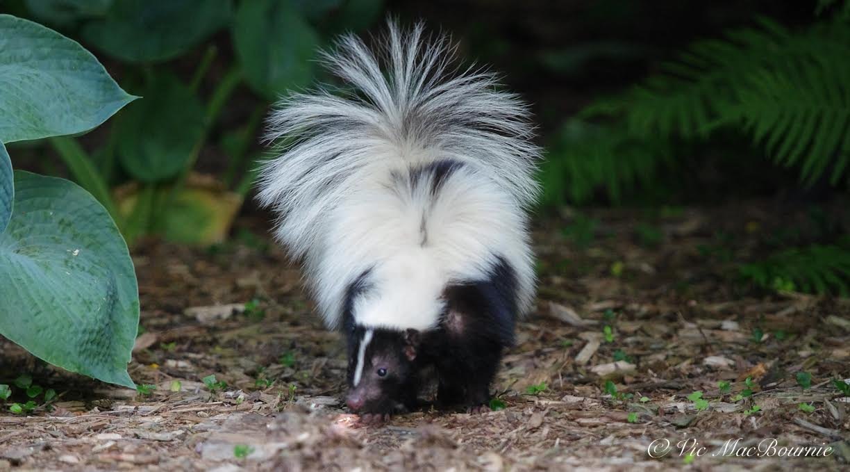 Image of a beautiful skunk in the garden