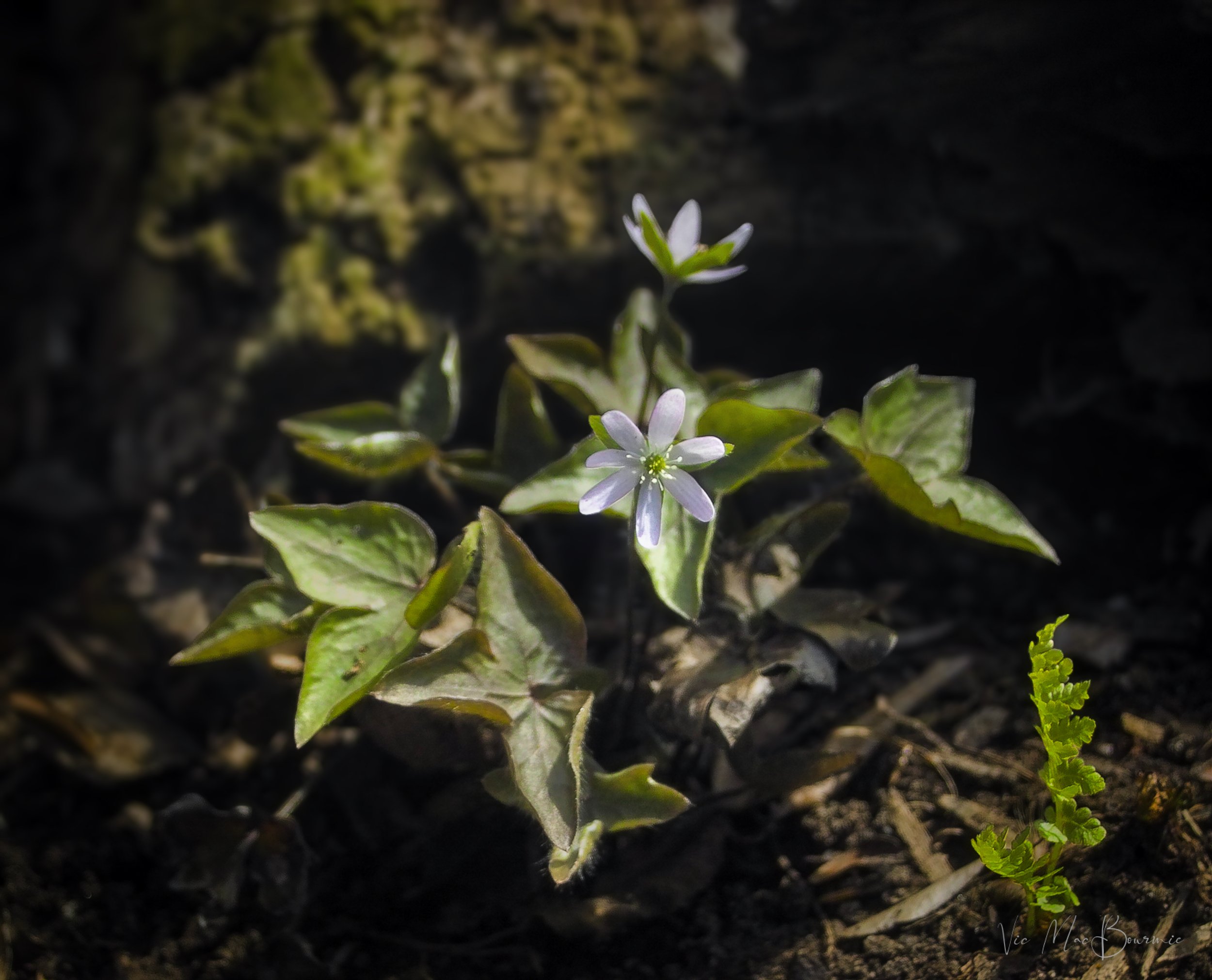 Hepatica in spring. Sigma SD10: 1/100 sec/ f5.6/ iso 100/ 46mm